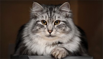 Если кошка пришла в дом Если кошка пришла в дом