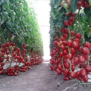 Что означают помидоры в мире снов. К чему снятся красные томаты раскроем сонник