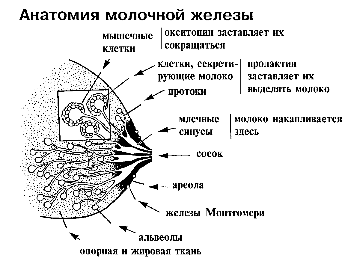 13 неделя беременности