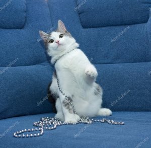 Фен шуй кот черный, Кот и Кошка
