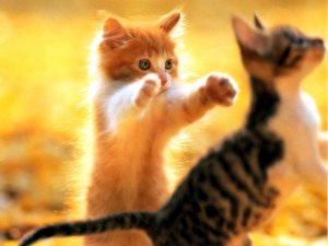 Фен шуй кот черный, Кот и Кошка