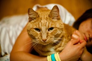 Фен шуй кот черный, Кот и Кошка