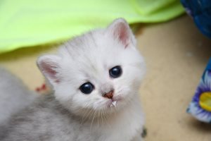 Фен шуй кот черный, Кот и Кошка